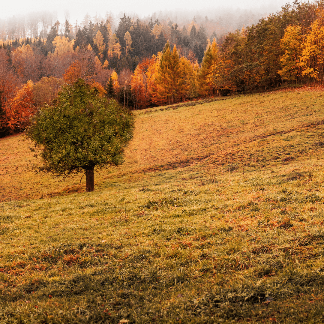 waar ga je heen met de caravan in de herfst?